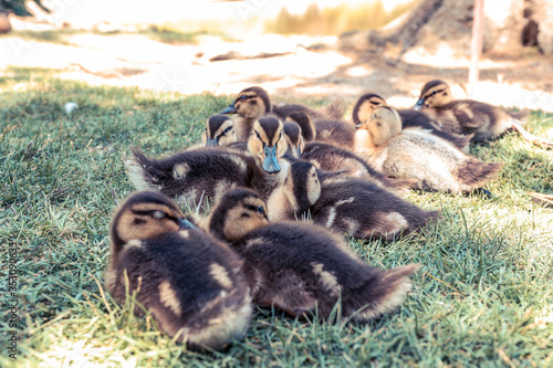 Duckings Taken in UC Davis Arboretum  © Benjamin