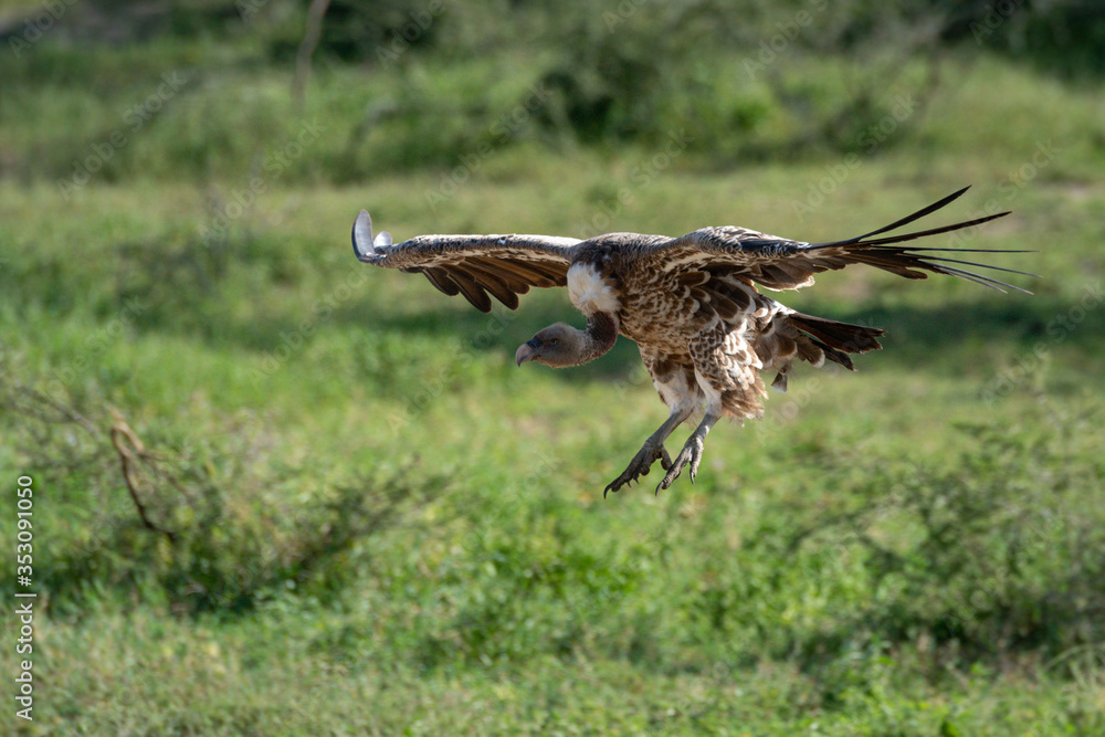 Fototapeta premium African white-backed vulture comes in to land
