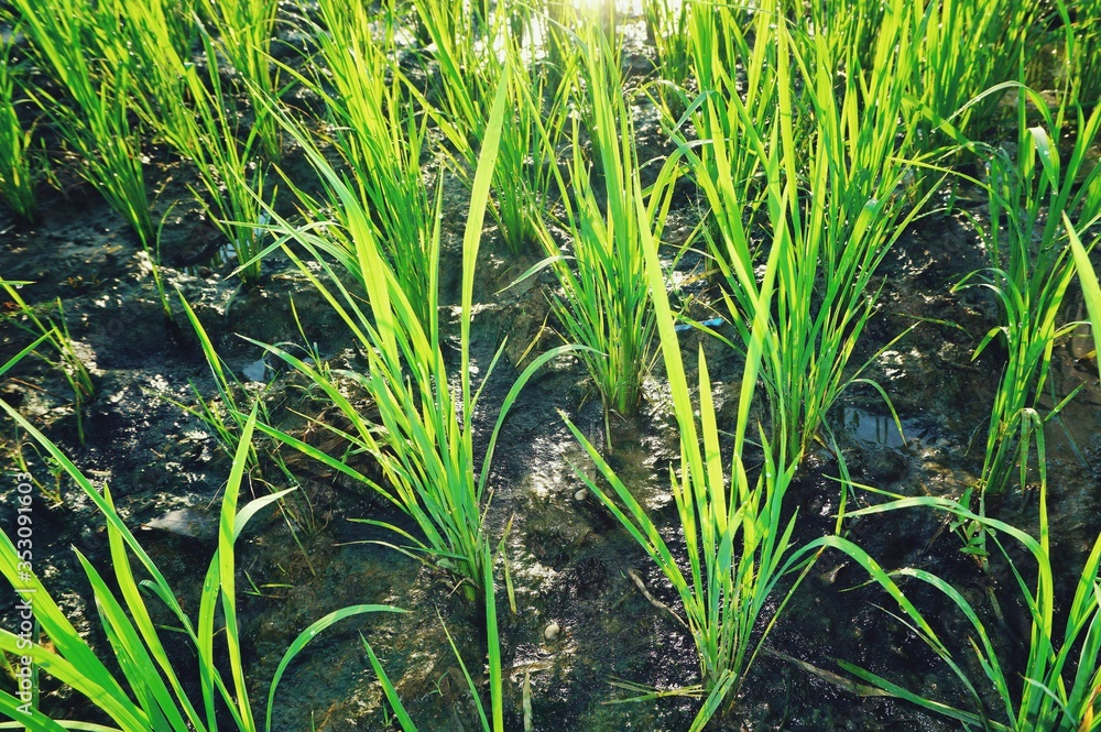 Fototapeta premium Young rice plant in the rice field.
