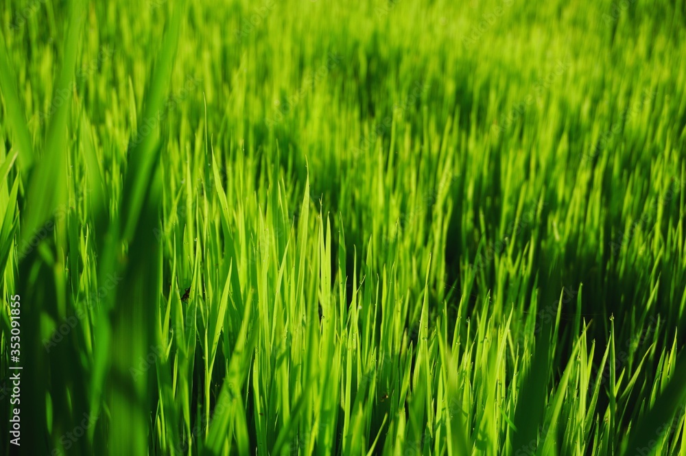 Young rice plant in the rice field. Young rice plant in the rice field.