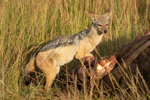 Black-backed jackal stands by carcase turning head