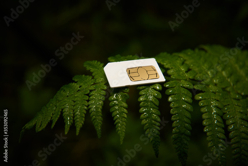 Telephone SIM card on green fern leaf