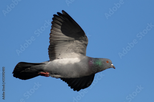 Obraz na płótnie Pigeon w salonie
