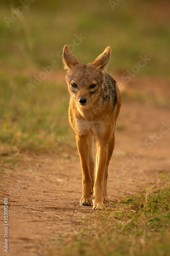 Black-backed jackal stands on track eyeing camera