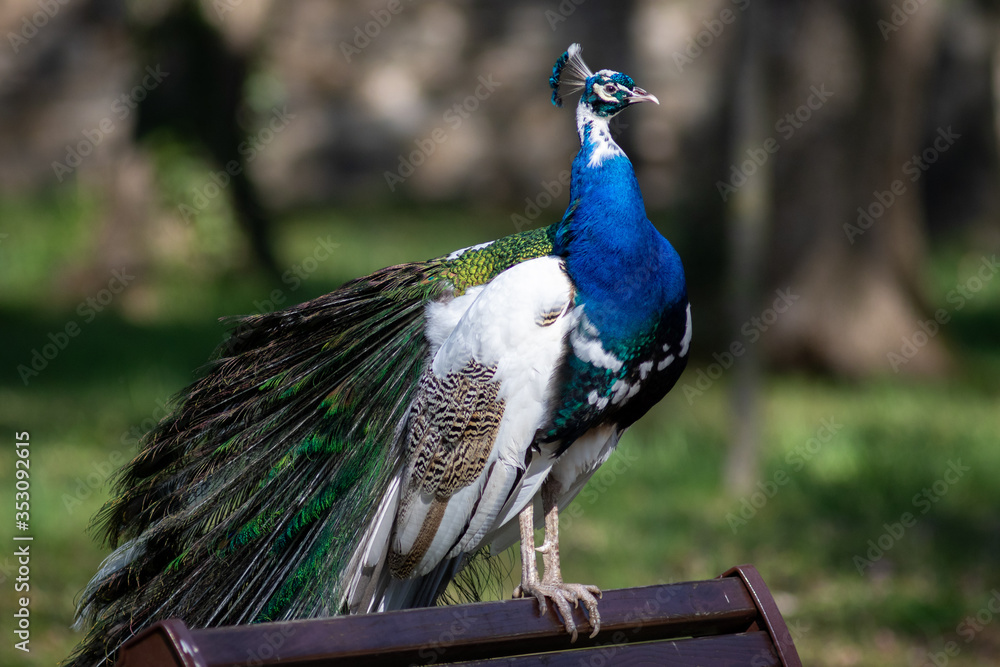 Male peacock