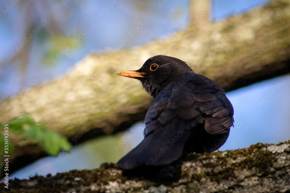 Male blackbird