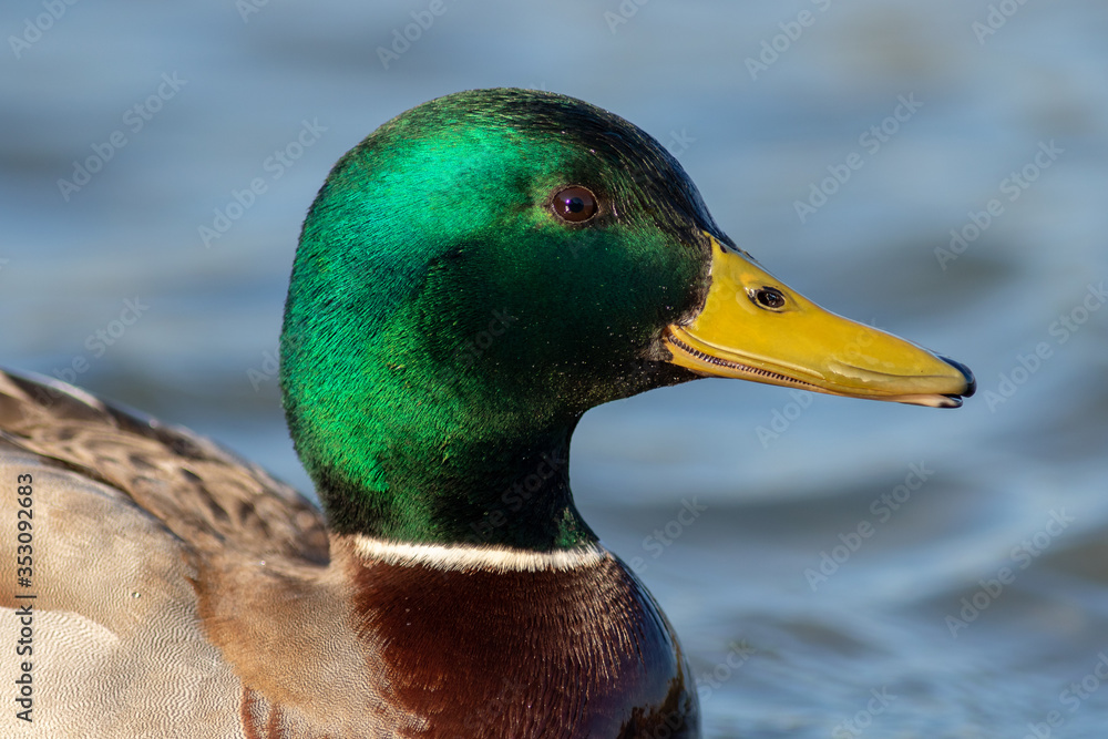 Mallard duck