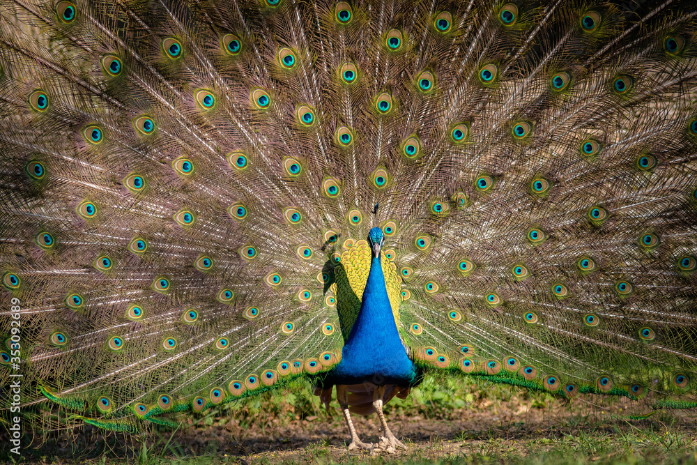 Male peacock