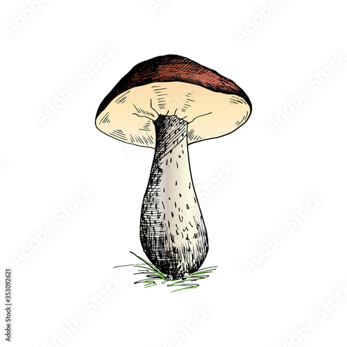 Mushroom. Hand painted sketch of a brown cap boletus mushroom. Single, isolated on a white background. Vector illustration.