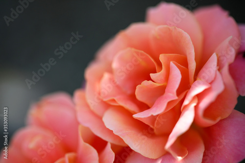 薔薇 バラ ばら 薔薇の花 バラの花 バラの花バラの花のアップ アップのバラ 