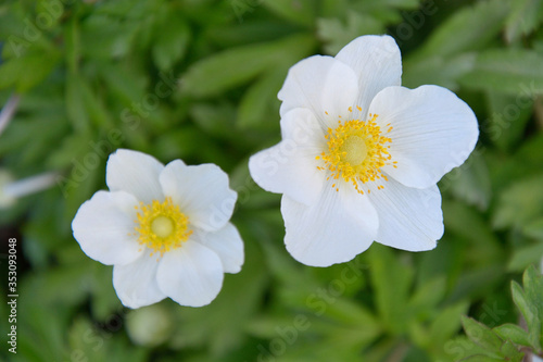 Close-up photo of flowering white anemone flowers
