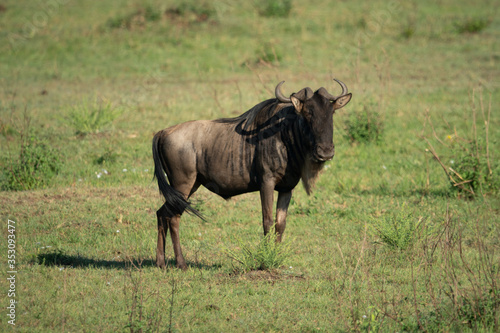 Blue wildebeest stands casting shadow on savannah