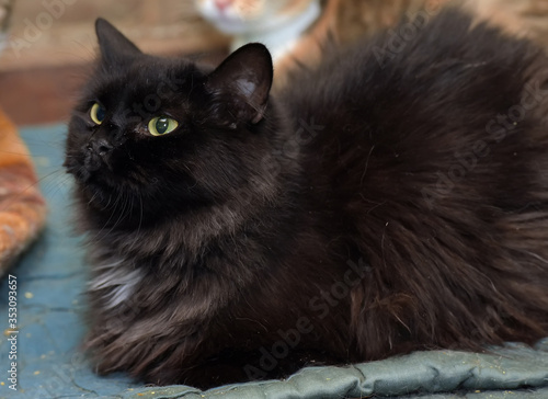 portrait beautiful black chantilly tiffany cat photo