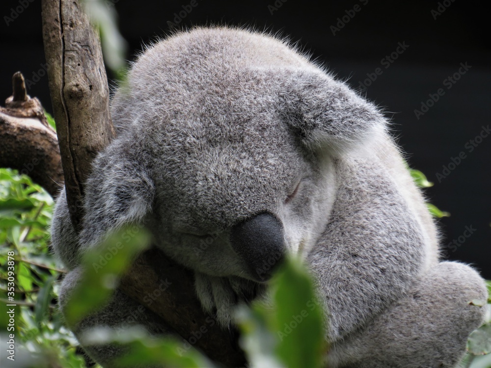 Obraz premium koala bear sleeping