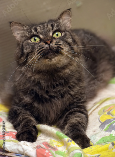 dark brown fluffy green-eyed cat photo