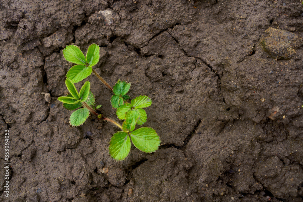 two strawberry sprouts green plant in the clean ground home gardening two strawberry sprouts green plant in the clean ground home gardening