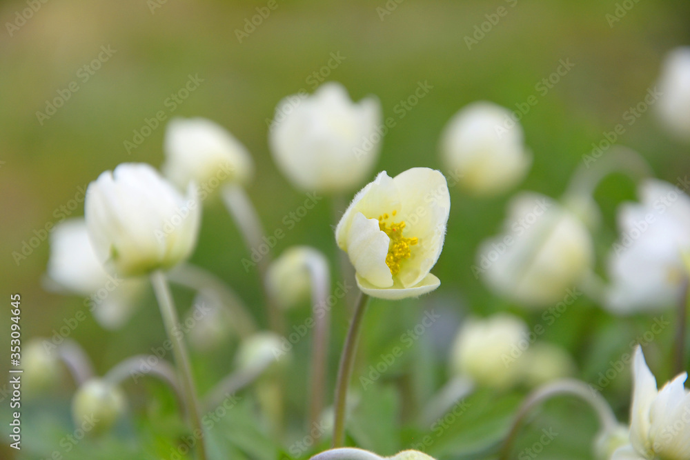 A closeup photograph of the delicate blooming white anemone flowers A closeup photograph of the delicate blooming white anemone flowers