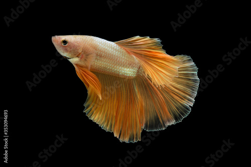 Close up Siamese fighting fish betta splendens (Halfmoon gold dragon betta ) isolated on black background. long fins and tail. action fish splendens with clipping path.