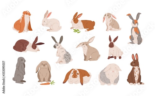 Set of different breed cute realistic rabbits vector illustration. Collection of various colorful hare sitting, lying and standing isolated on white. Wild or domestic funny animal with long ears