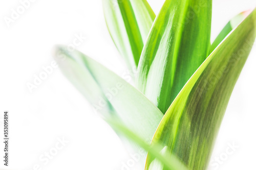 Green leaves of garlic close-up on a white background.