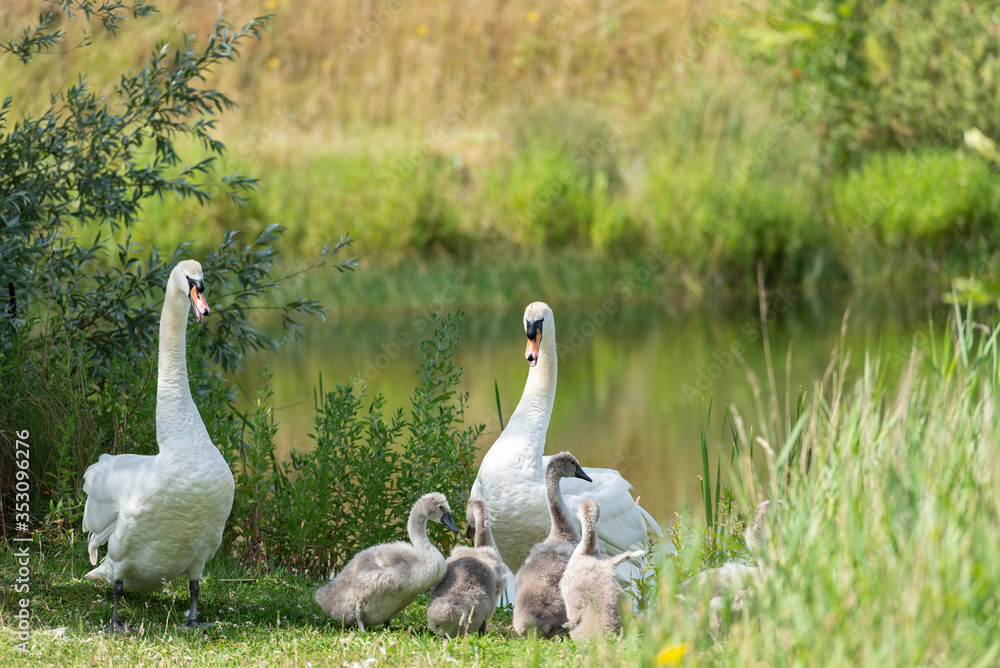 Mute swan family on the bank of a lake. Mute swan family on the bank of a lake.