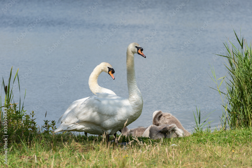 Obraz premium Mute swans at the side of a lake.