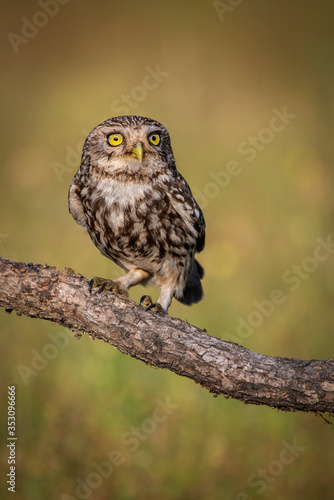 European owlet posing with unfocused spring background © fsanchex