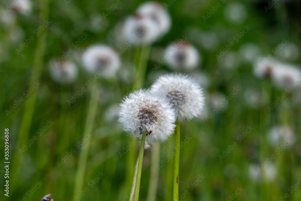 White pretty flowers fluffy dandelion