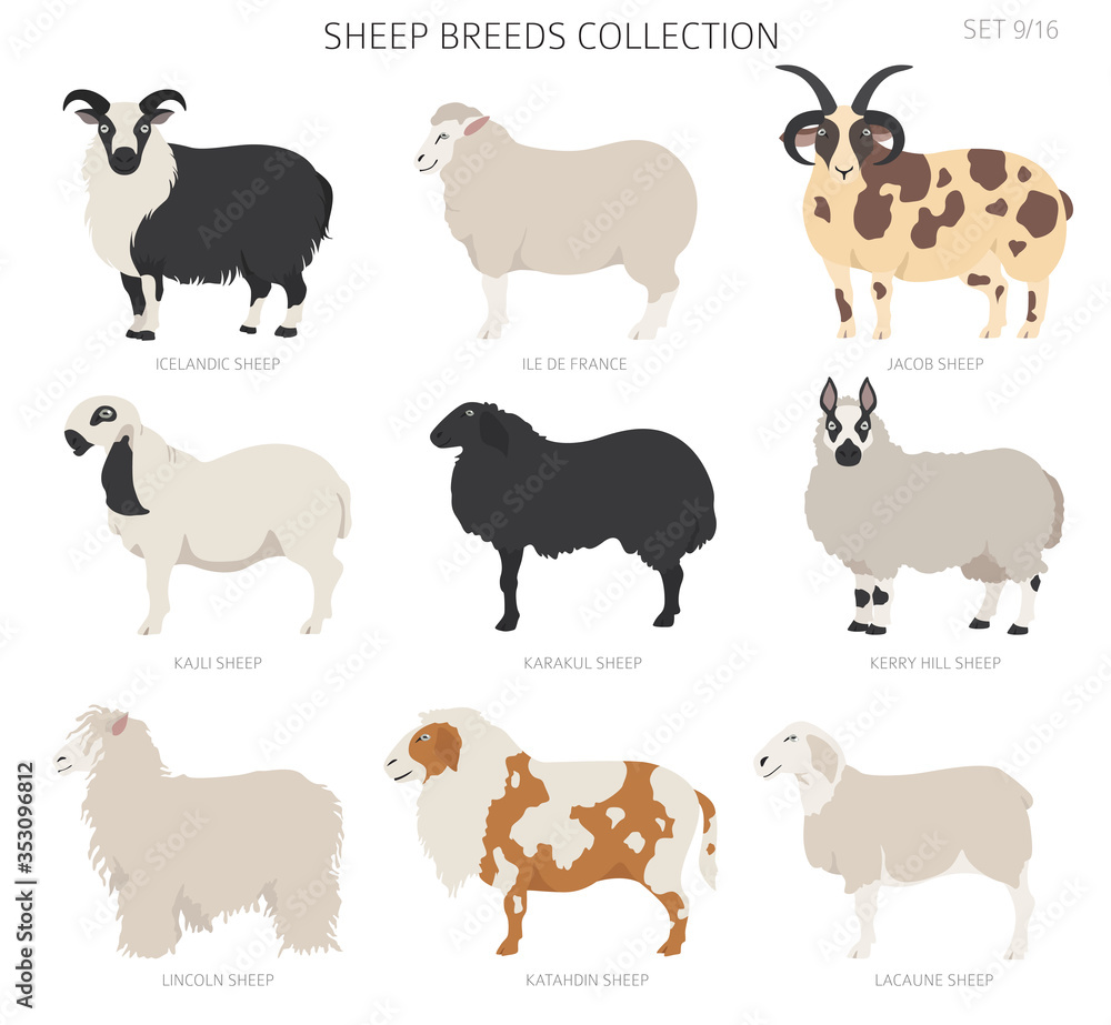 Fototapeta premium Sheep breeds collection 9. Farm animals set. Flat design