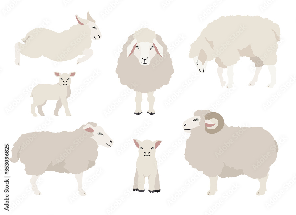 Obraz premium Sheep poses collection. Farm animals set. Flat design
