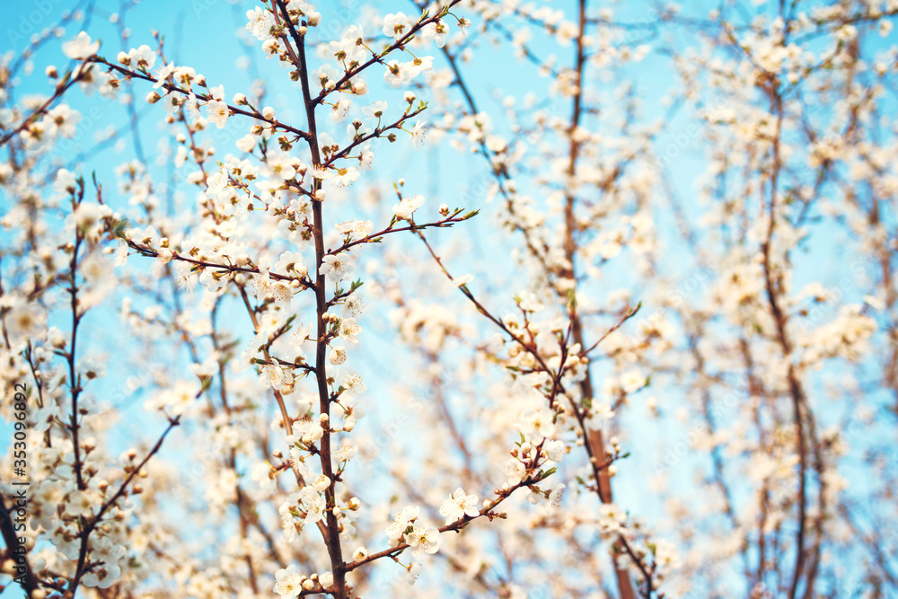 Spring flowering trees with white flowers in the garden against the blue sky, copy space. Spring background Spring flowering trees with white flowers in the garden against the blue sky, copy space. Spring background