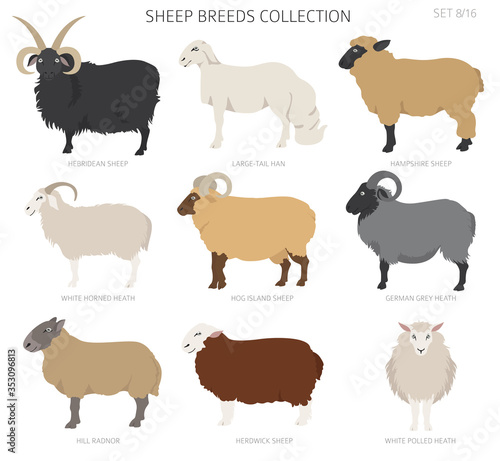 Sheep breeds collection 8. Farm animals set. Flat design