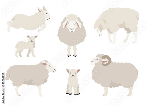 Sheep poses collection. Farm animals set. Flat design