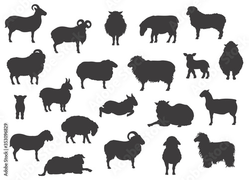 Sheep breeds black silhouettes collection. Farm animals set. Flat design