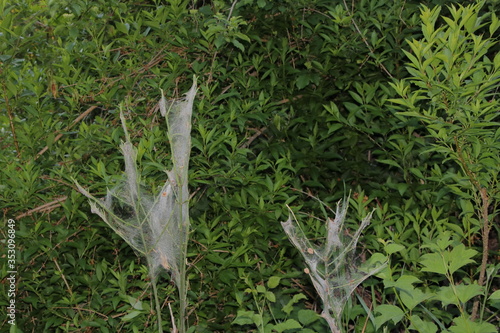 dichte spinnennetze zwischen den zweigen eines busches im frühling