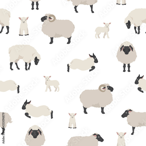 Sheep poses seamless pattern. Farm animals set. Flat design