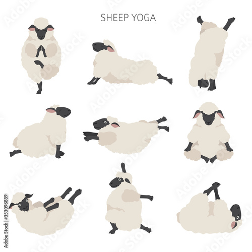 Sheep yoga poses collection. Farm animals set. Flat design