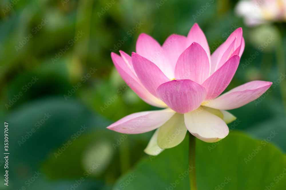 Closeup of a beautiful pink lotus flower
