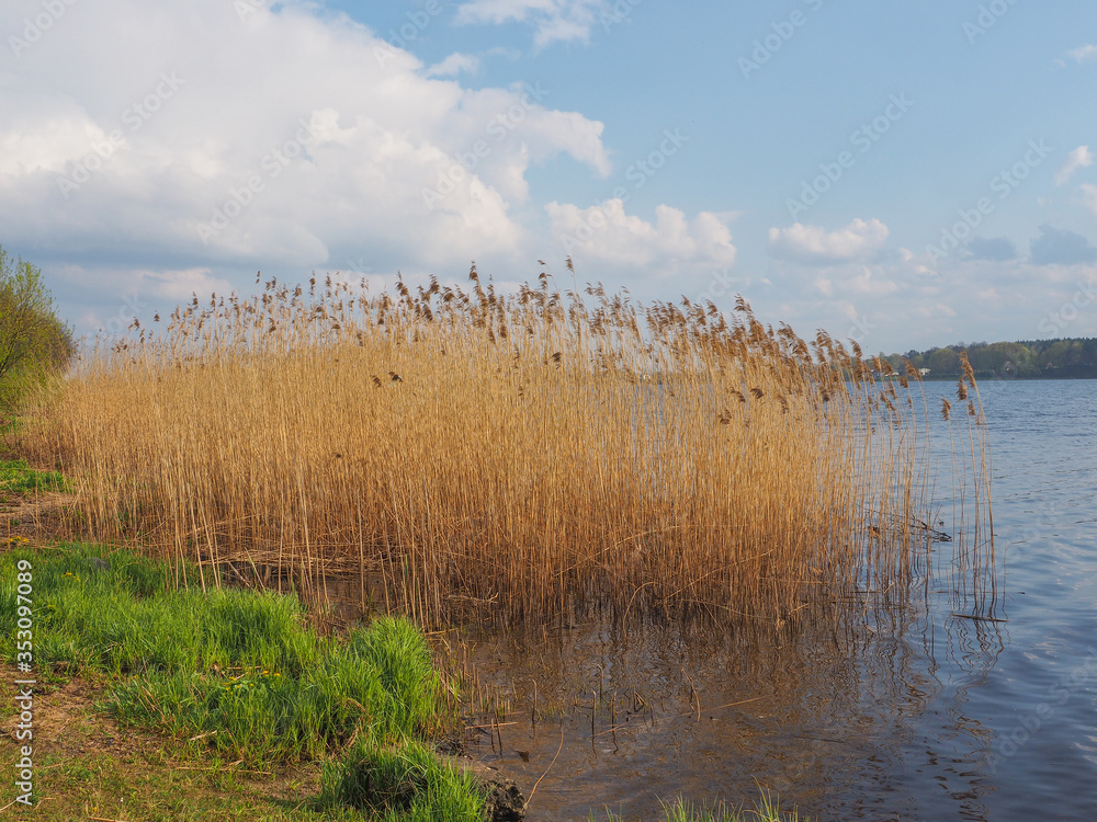 Common reed (phragmites australis) bending with the wind, against clear sky, in the sunny spring day.