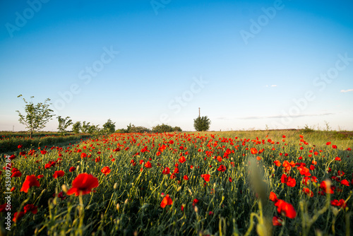 Large poppy field in the background with blue sky. A huge field of red poppies at sunset. Papaver rhoeas  Common Poppy 