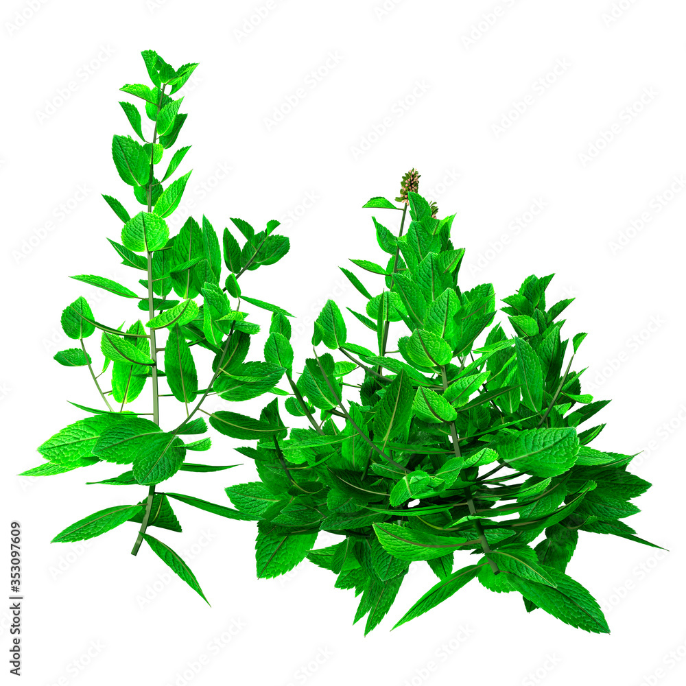 3D Rendering Mint Plant on White