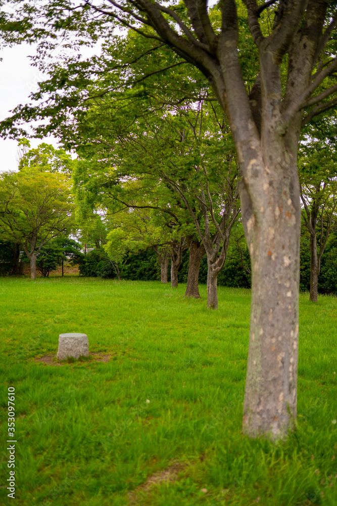 緑豊かな公園　芝生と木