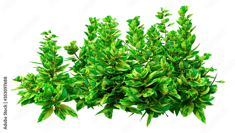 3D Rendering Ginger Mint on White 3D Rendering Ginger Mint on White