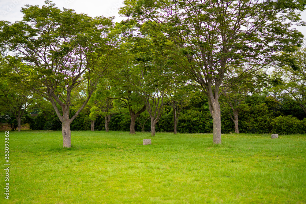 Obraz premium 緑豊かな公園 芝生と木