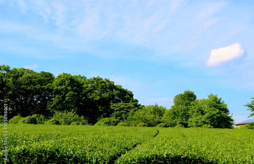 茶畑　青空　5月　爽やか　風景　茨城