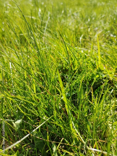 green grass background