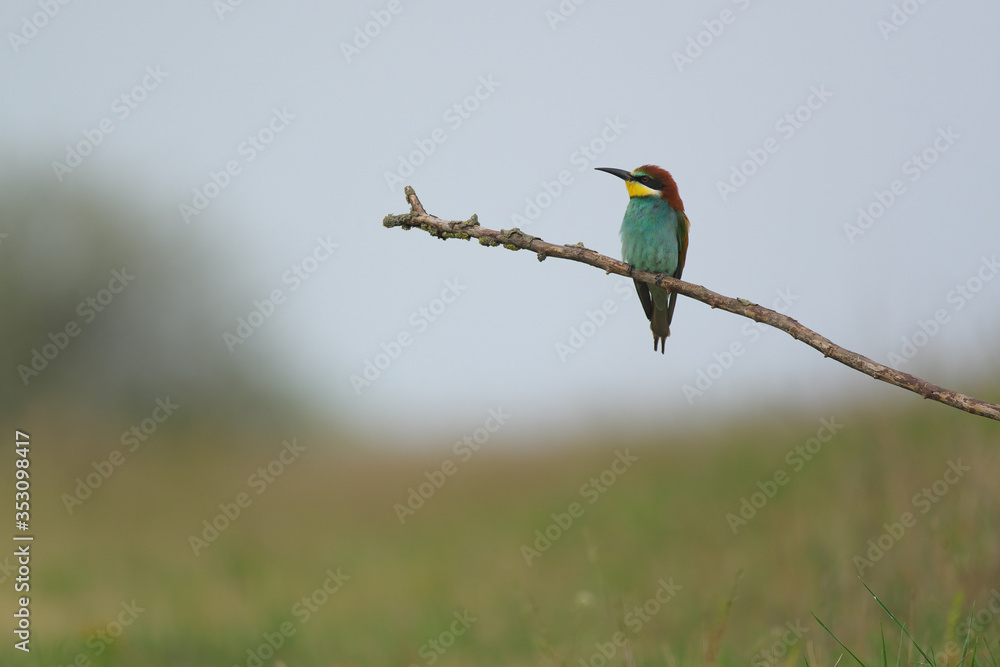 European Bee-Eater - Merops Apiaster on a branch , exotic colorful migratory bird European Bee-Eater - Merops Apiaster on a branch , exotic colorful migratory bird