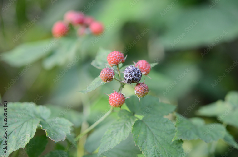Ripe blackberry in the garden Ripe blackberry in the garden