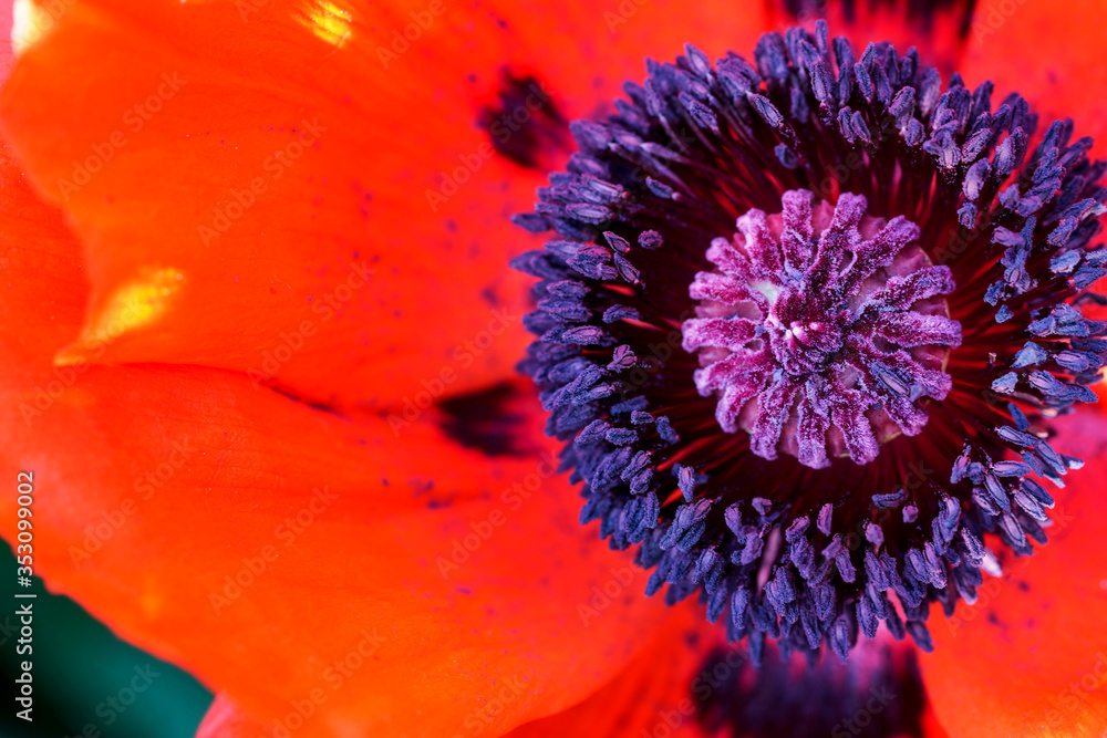 Close up of red poppy flower with purple stem Close up of red poppy flower with purple stem