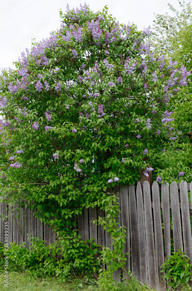 Tree with lilac in the garden Tree with lilac in the garden